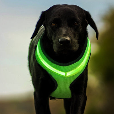 LED Dog Harness – USB Rechargeable Reflective Vest for Pets